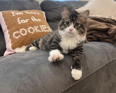 Harry - Domestic Medium Hair Male Cat for Adoption