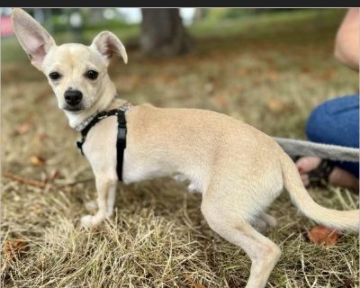 Dane - Male Puppy Chihuahua for Adoption