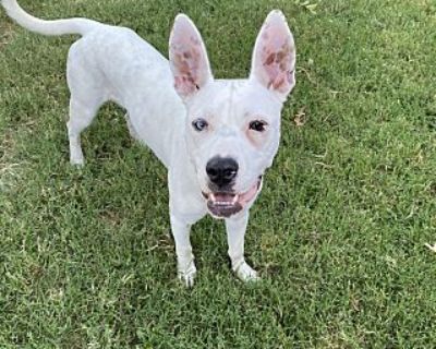 Daisy - Pit Bull Terrier Female Dog for Adoption