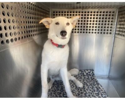 POTATO - Husky Male Puppy for Adoption