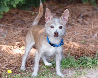 Dale 12807 - Chihuahua, Short Coat/Terrier, Yorkshire, Yorkie - Adult Male