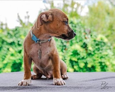 Kale - Chihuahua/Dachshund Mix Male Puppy for Adoption