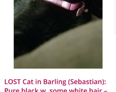 MISSING CAT FROM BARLING