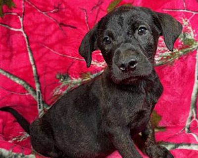 Quail - Labrador Retriever/Weimaraner Mix Female Puppy for Adoption