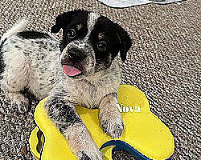 Nova - Australian Shepherd/Border Collie Mix Female Puppy for Adoption