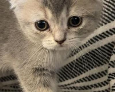 Scottish Fold James - Scottish Fold Male Kitten For Sale