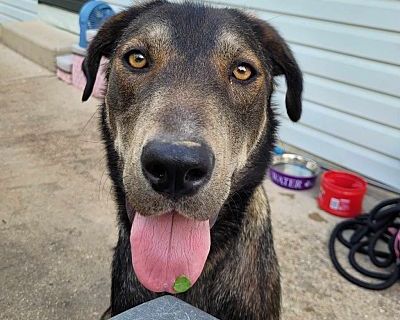 Winnie - Shepherd (Unknown Type)/Labrador Retriever Mix Female Dog for Adoption