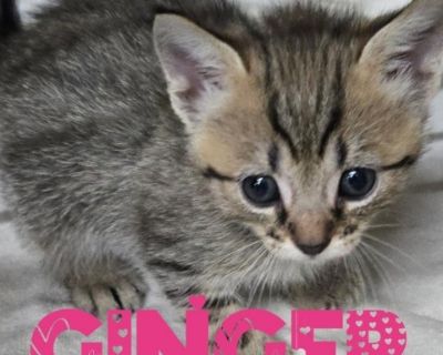 Ginger - Domestic Short Hair Female Cat for Adoption