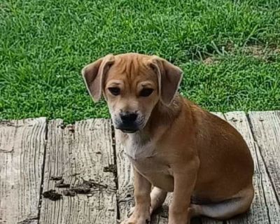 Raphael - Chihuahua & Terrier Mix Male Puppy for Adoption