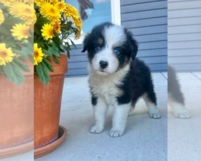 7 Weeks Old * Size at Maturity: Medium * Show Potential: Yes * Champion Bloodlines: Yes * Availability Date: 11/14/2025 * Shipping Area: Nationwide * Payment Method: Personal Check, Money Order/Cashier's Check, Paypal, Credit Cards, Cash *. AKC registrable litter sired by Northern Lights Lost Boy Wander and Maggie is our blue Merle female. All puppies tails have been docked and dew claws remove...