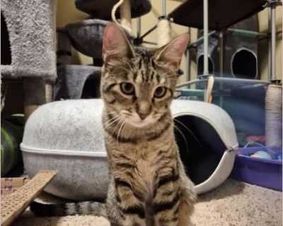 Penny B - Female Kitten American Shorthair for Adoption