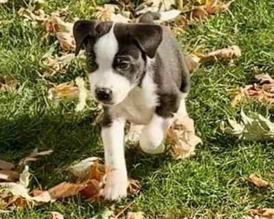 Child. Black - with white. Feast your eyes on this darling litter of 11 this fall! The "Leaf" litter is perfect example of all the various colors of foliage on the trees this autumn season! The pups were born in rescue on September 27th and have been expertly raised by their Momma (Autumn Leaf - also available for adoption and photo included for reference) and all in the same foster home! The 3...