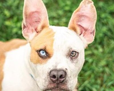 Twizzler - American Bulldog Male Dog for Adoption