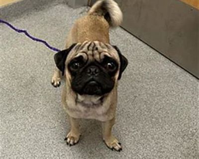 AKUMA - Pug Male Dog for Adoption