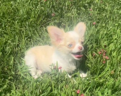 AKC Longhaired Small Chihuahua Puppy