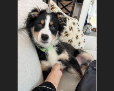 Benny - Male Puppy Australian Shepherd for Adoption