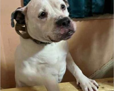 Oreo URGENT - Female Puppy American Bulldog mix for Adoption