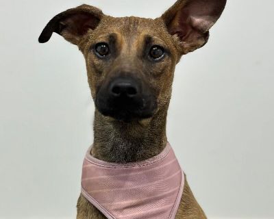 Exciting News: This adorable pup will be at an adoption event near you! Check our website: https://AmazingDogsRescue.org/dogs/ Or call 888.508.8943 (Monday to Sunday, 8 AM to 8 PM).. Out-of-town pets are cared for by non-local organizations who can make arrangements for the pet to be transported to your area. Learn More. Puppy Female Medium Brown / Chocolate