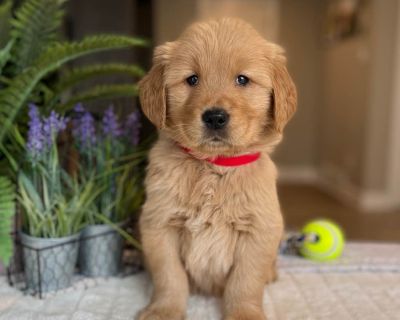 Golden retriever puppies store wny