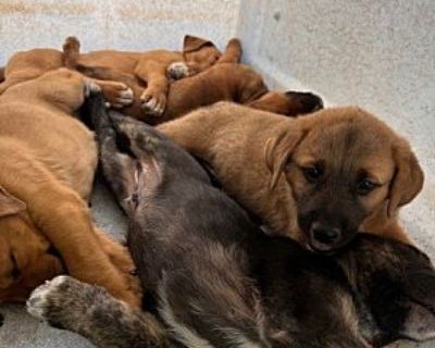 MICHEAL - Plott Hound/Labrador Retriever Mix Male Puppy for Adoption