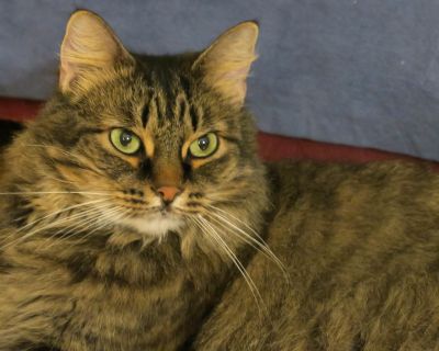 Evelyn - Maine Coon & Norwegian Forest Cat Mix Female Cat for Adoption