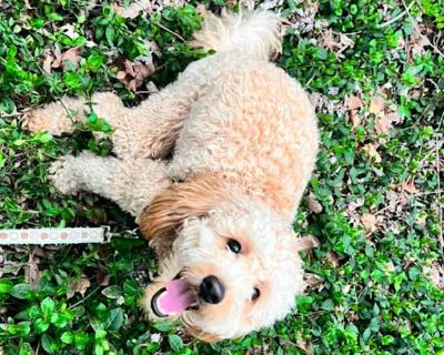 Milo - Goldendoodle Male Dog for Adoption