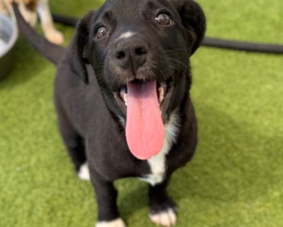Skittles & Her Puppies Sweet Skittles and her adorable babies came to Big Dog Ranch Rescue from a shelter in Alabama. The shelter wasn't equipped to provide the medical care and attention that mommies and their little ones need, so a call went out for help - and Big Dog Ranch answered. Since arriving, Skittles and her pups have received all the medical care, love, and affection they deserve. Th...