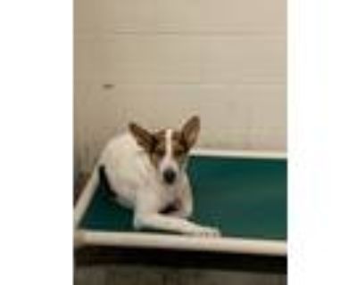 Adopt Lil Rascal a Mixed Breed (Medium) / Mixed dog in Ocala, FL (33669073)