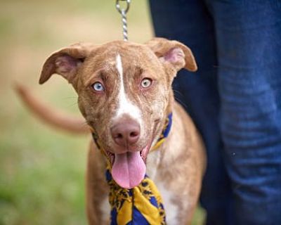 Beautiful border collie mx - Border Collie/Whippet Mix Male Dog for Adoption