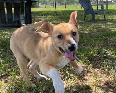 Clover - Collie & Staffordshire Bull Terrier Mix Female Puppy for Adoption