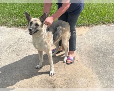 BARRON - German Shepherd Dog Female Puppy for Adoption