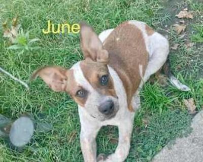 June - Australian Cattle Dog/Rat Terrier Mix Female Puppy for Adoption