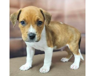 Otto - Available 9\/14 - Beagle/Mixed Breed (Medium) Mix Male Puppy for Adoption