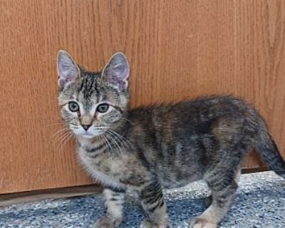 Cleo - Domestic Shorthair Female Cat for Adoption