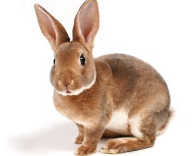 To those who have pets that they can no longer keep. I am in a position to care for them until I can find them a good, new home. I do not have the time limits of moving, job, school, allergies, and other situations that some folks find themselves in. I am located in Slidell and can care for rabbits (and bunnies), ferrets, guinea pigs, hedgehogs, chinchillas, hamsters, and the like. I have never...