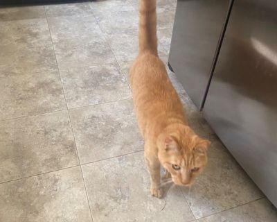 Rehoming an Orange tabby cat