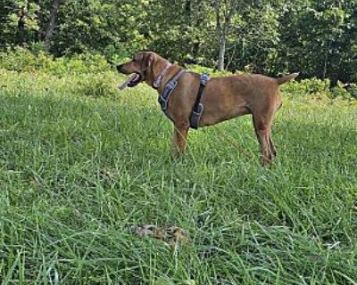 Cinna - Mountain Cur Female Dog for Adoption