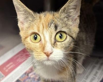 To meet Sugar, please call 843-249-4948 to schedule an appointment, or submit an application at https://humanesocietynmb.org/cat-adoption-form/. Coat length Short Health Vaccinations up to date, spayed / neutered.. Young Female Small Brown / Chocolate , Orange / Red , White