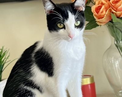 Jet is a sweet, fun-loving cat with a mellow spirit and a big heart. He may be a little shy at first, but once he bonds with you, he is completely devoted. Jet is the kind of cat who will follow you from room to room, curl up beside you for naps and make you feel loved every day. He does great with both dogs and other cats, making him a perfect fit for a multi-pet household. Jet thrives on comp...