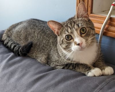 Vermillion aka "Verm" - Tabby Male Cat for Adoption