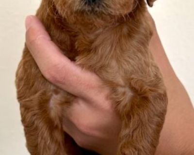 Litter of 11 Red AKC Standard Poodle Puppies