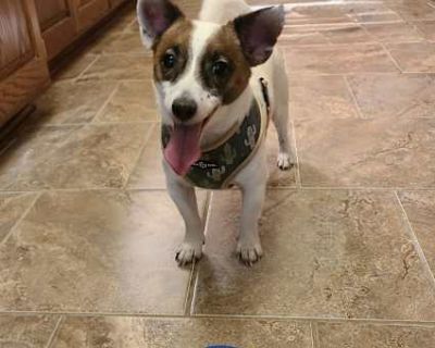 Winston in Kansas City - Jack Russell Terrier Male Dog for Adoption