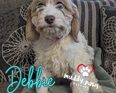 Debbie - Dirty Dawg Litter - Cockapoo Female Puppy for Adoption