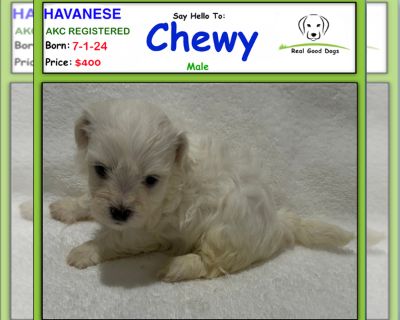 Chili - Havanese Male Puppy for Sale