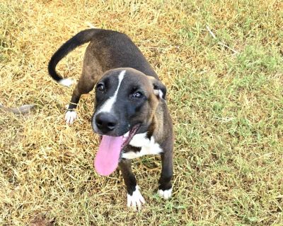 Roxy - Belgian Shepherd / Malinois Mix Female Dog for Adoption