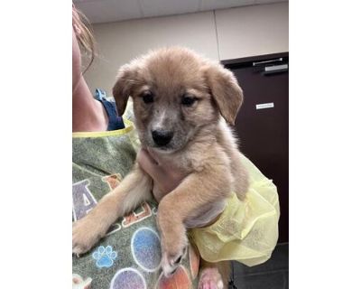 Parker - Australian Shepherd/Mixed Breed (Medium) Mix Male Puppy for Adoption