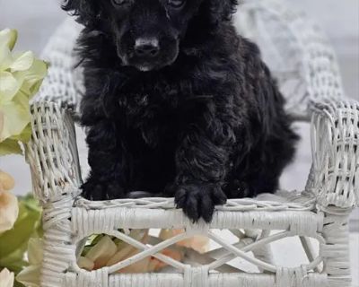 Storm - Female Poodle Toy Puppy for Sale
