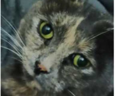Bonnie, 70 years, Female. Looking in: Bellows Falls, Windham County, VT