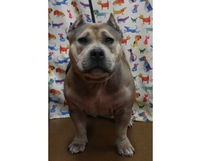 Autumn - American Pit Bull Terrier/Mixed Breed (Medium) Mix Female Dog for Adoption