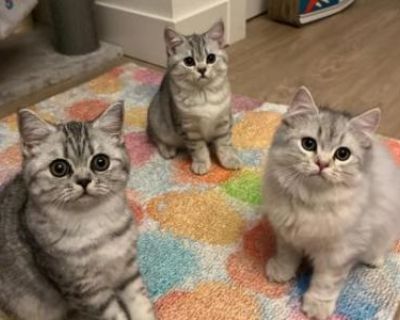 Household pet. Vaccinated. Not registered. Kitten will come vetted with health exam, appropriate vaccinations and dewormed. They also will be sent home with favorite toys, food samples, vet record, and spay/neuter agreement. We have 4 beautiful silver Scottish straight females remaining. Two long hair and two short hair. They have wonderful temperament and sweet, playful personalities. Very gir...